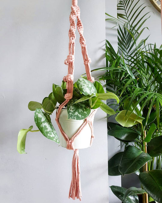 The Berry Plant Hanger