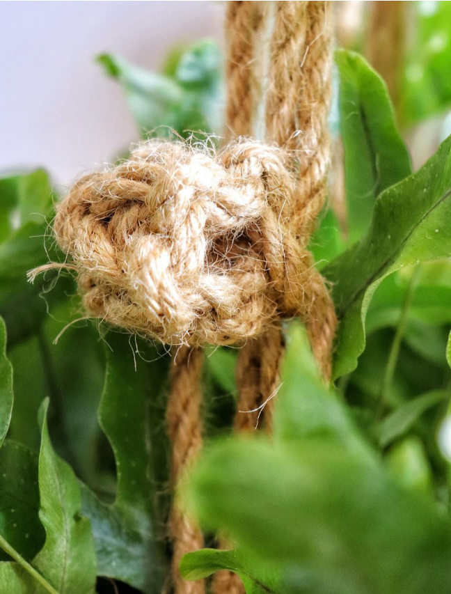 close up berry knot amongst house plant foliage 